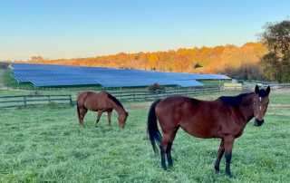 horses grazing
