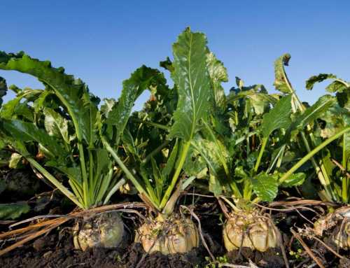Montgomery County Green Bank Launches Agriculture Resilience Transition Facility to Help Farmers Invest in Climate Resilience